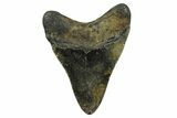 Serrated, Fossil Megalodon Tooth - North Carolina #378091-1